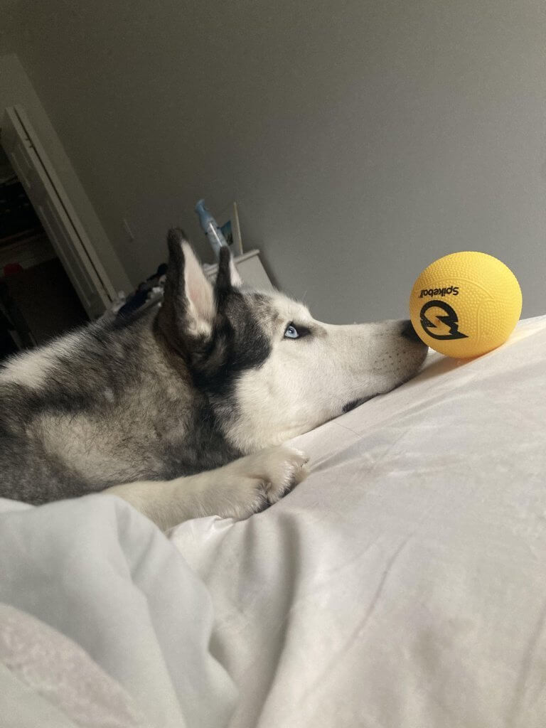 Cyber the husky