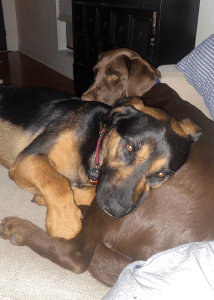 Caleb's pups